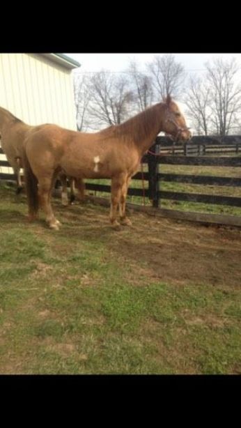 SEARCHING FOR HORSE Bostan, $800.00 REWARD  Near Shelbyville , KY, 40065